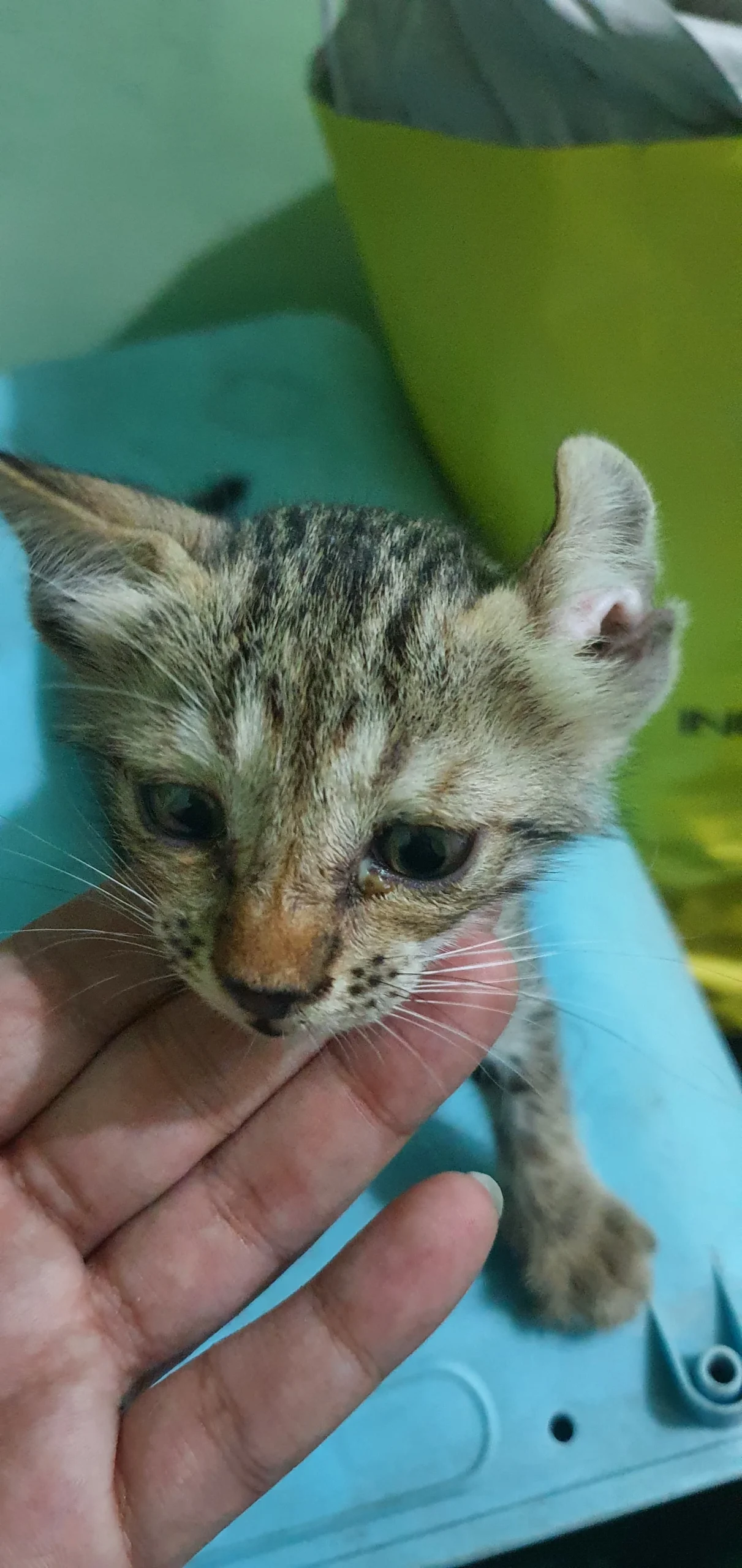 Kitten found near a home in Delhi NCR, looking for adoption