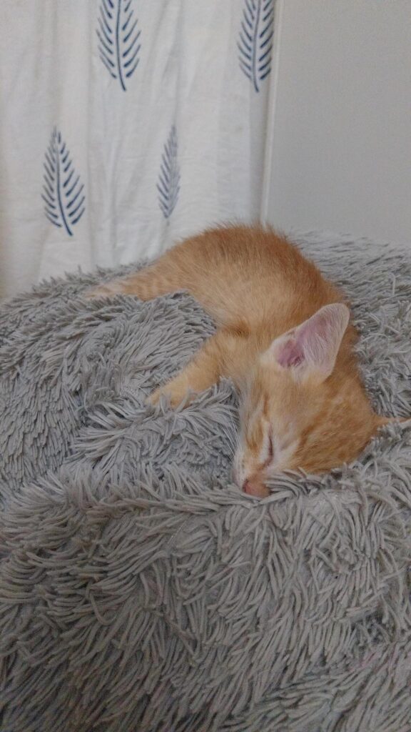 Adoption appeal! 20 day old kitten - kitten in India
