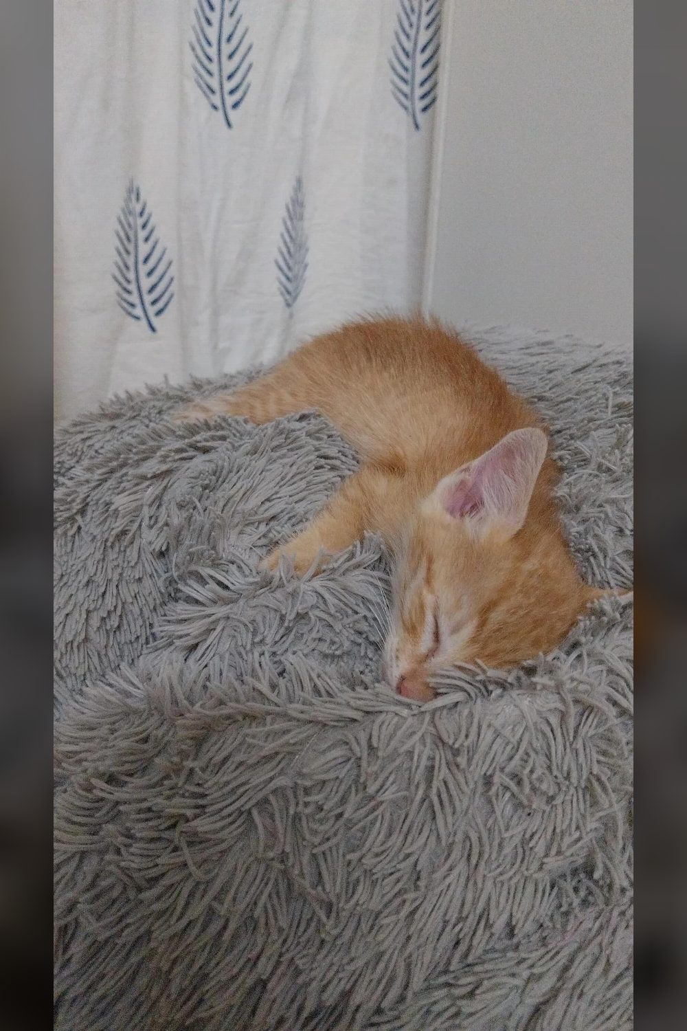 This Young Rescued Kitten Needs a Home — Bengaluru