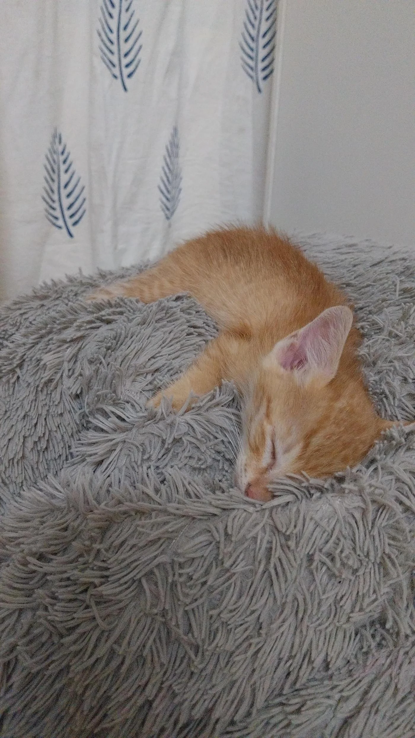 This Young Rescued Kitten Needs a Home in Bengaluru