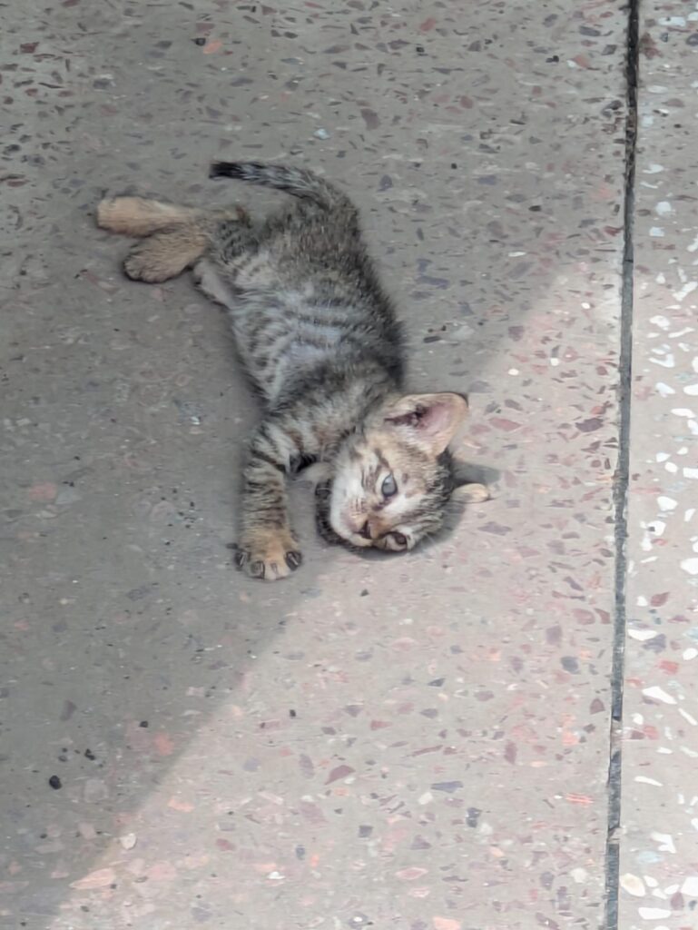 Adoption request for 4-5 week old kitten in Noida - kitten in Delhi NCR