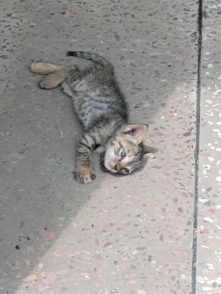 Adoption request for 4-5 week old kitten in Noida - kitten in Delhi NCR
