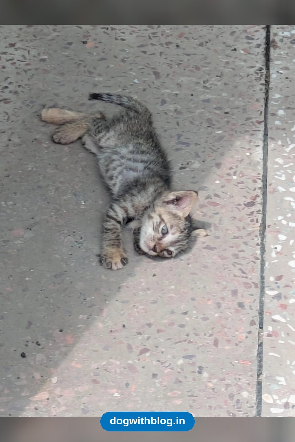 4-5 Week Old Kitten Found in Noida Needs a Home — Delhi NCR