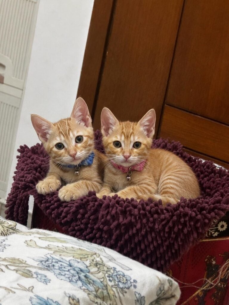 Two ginger kittens curled together on a purple blanket, up for adoption in Delhi NCR