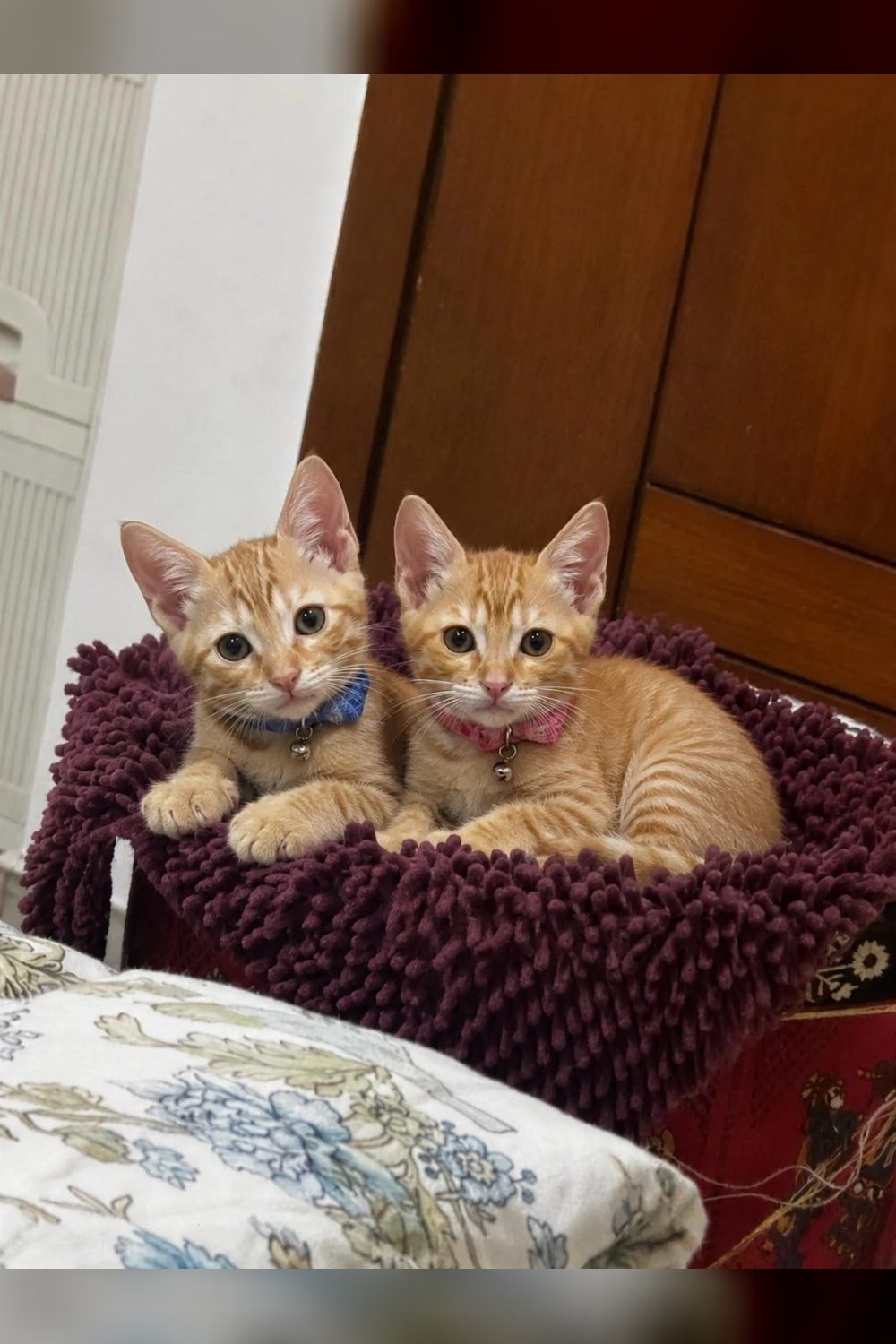 Two ginger kittens in Delhi NCR lose their foster in a week