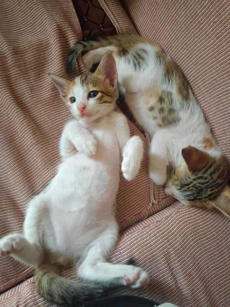 Two kittens on a sofa, a white and tabby one lying on its back beside a sleeping tabby sibling