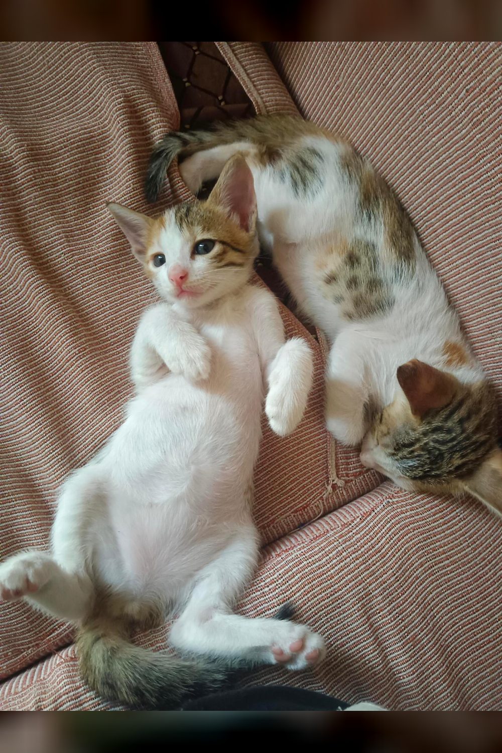 Two forty-day-old indie kittens in New Palam Vihar looking for homes — Delhi NCR