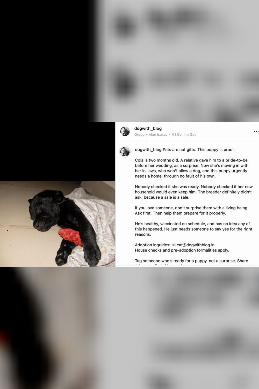 Cola, a Two-Month-Old Labrador Puppy Given Away as a Wedding Surprise — Delhi NCR