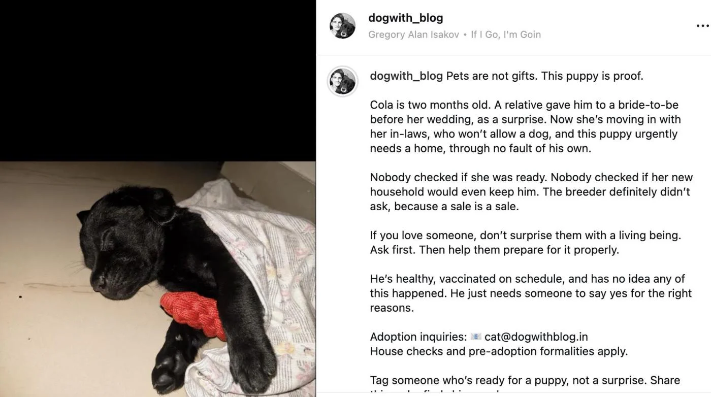 Cola, the Wedding Gift Nobody Wanted, Found a Home Anyway in Delhi NCR