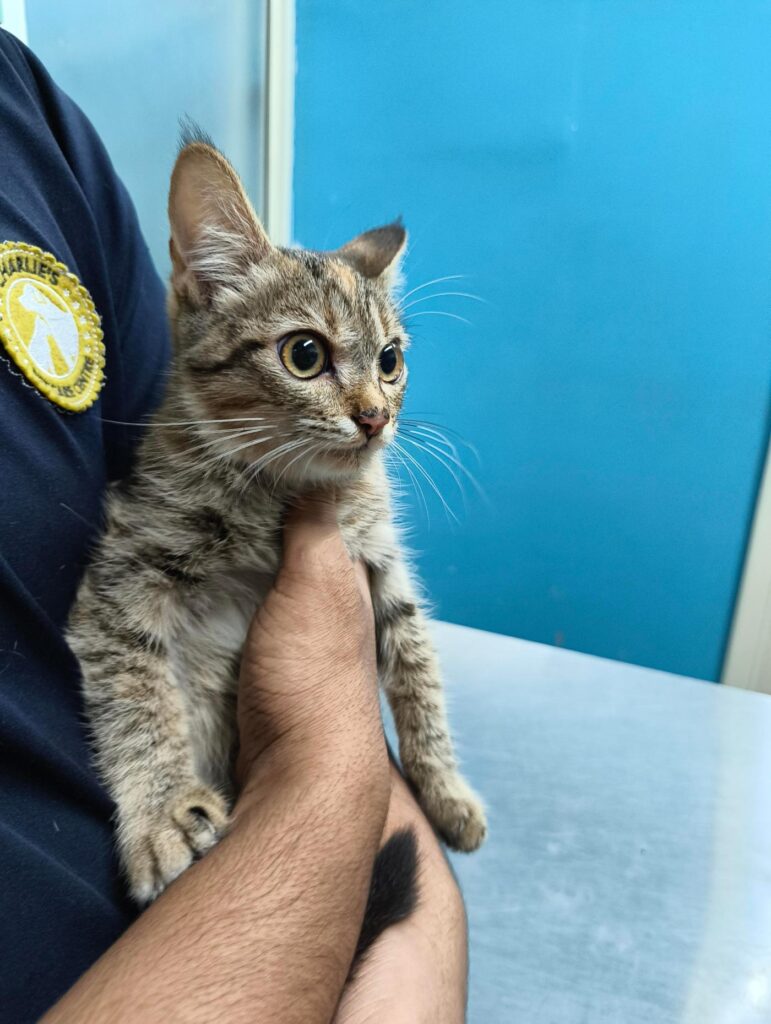 Tabby kitten held at a vet clinic in Bengaluru