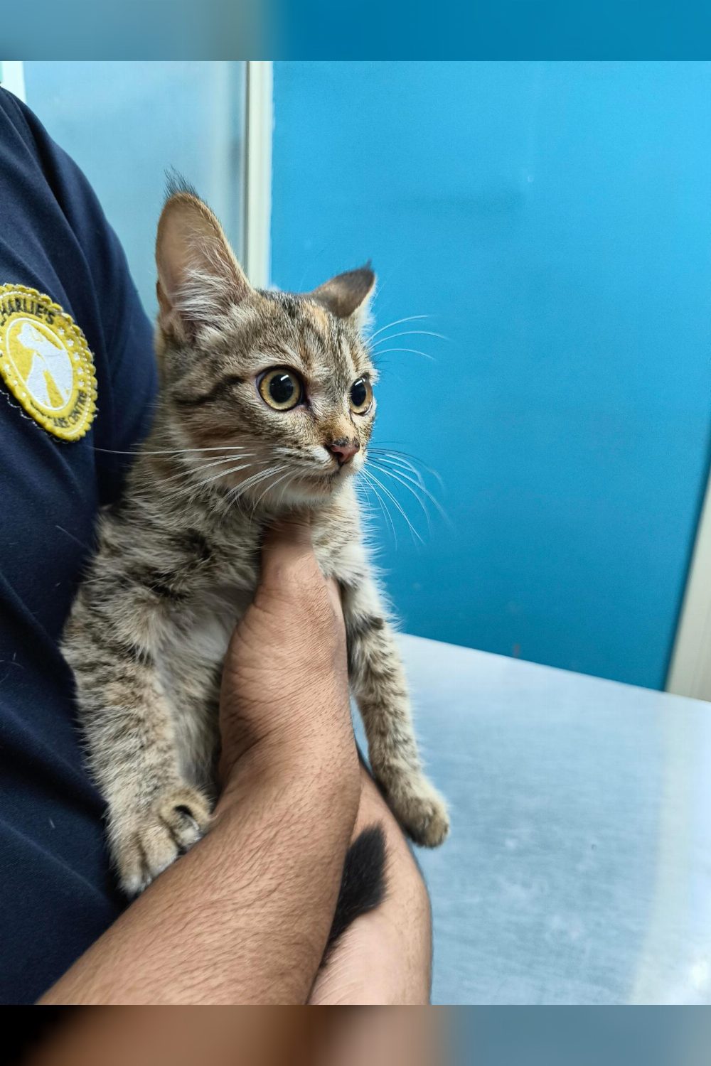 Found in an Electrical Box, Now Looking for a Real Home — Bengaluru