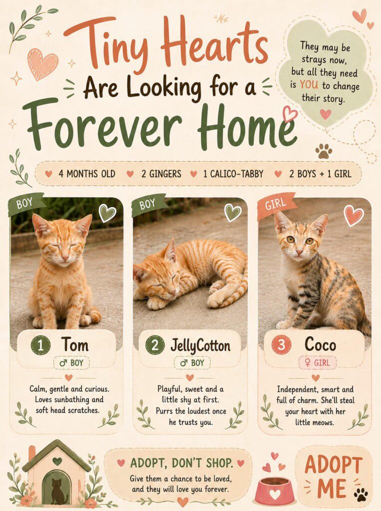 Tom, JellyCotton and Coco, three four-month-old kittens up for adoption in Hyderabad