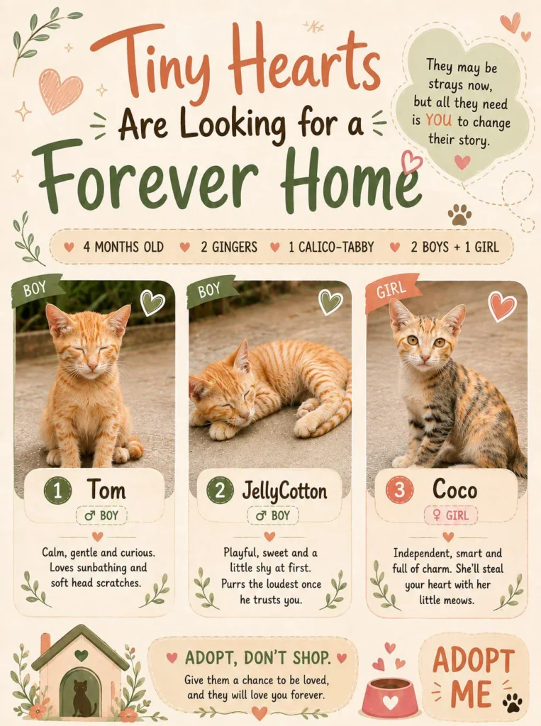 Tom, JellyCotton and Coco, three four-month-old kittens up for adoption in Hyderabad