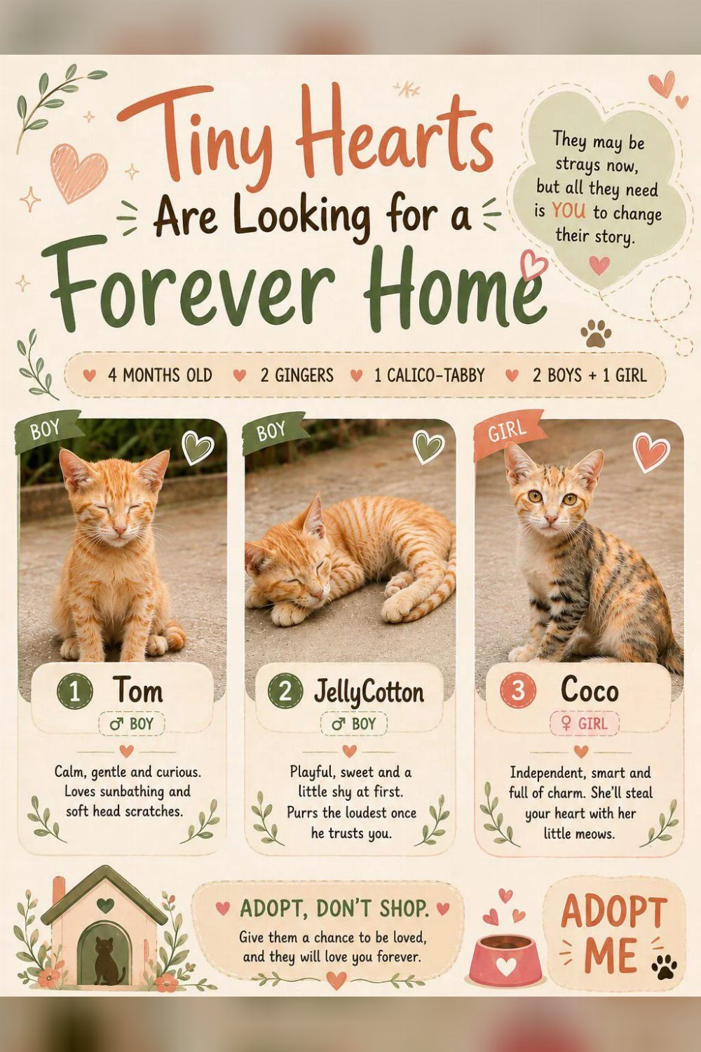 Tom, JellyCotton and Coco, three four-month-old kittens, need homes — Hyderabad