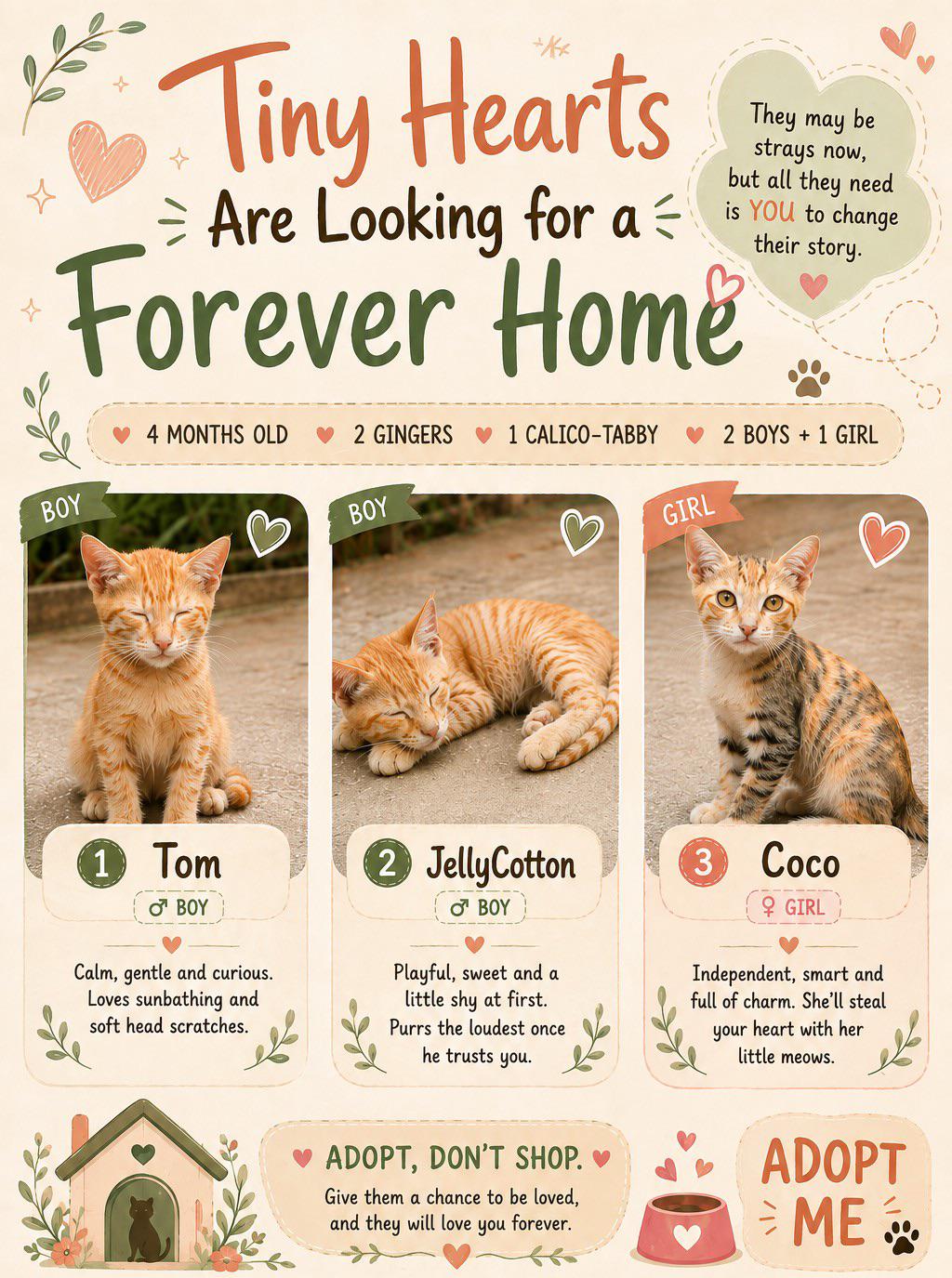Tom, JellyCotton and Coco, three four-month-old kittens, need homes — Hyderabad