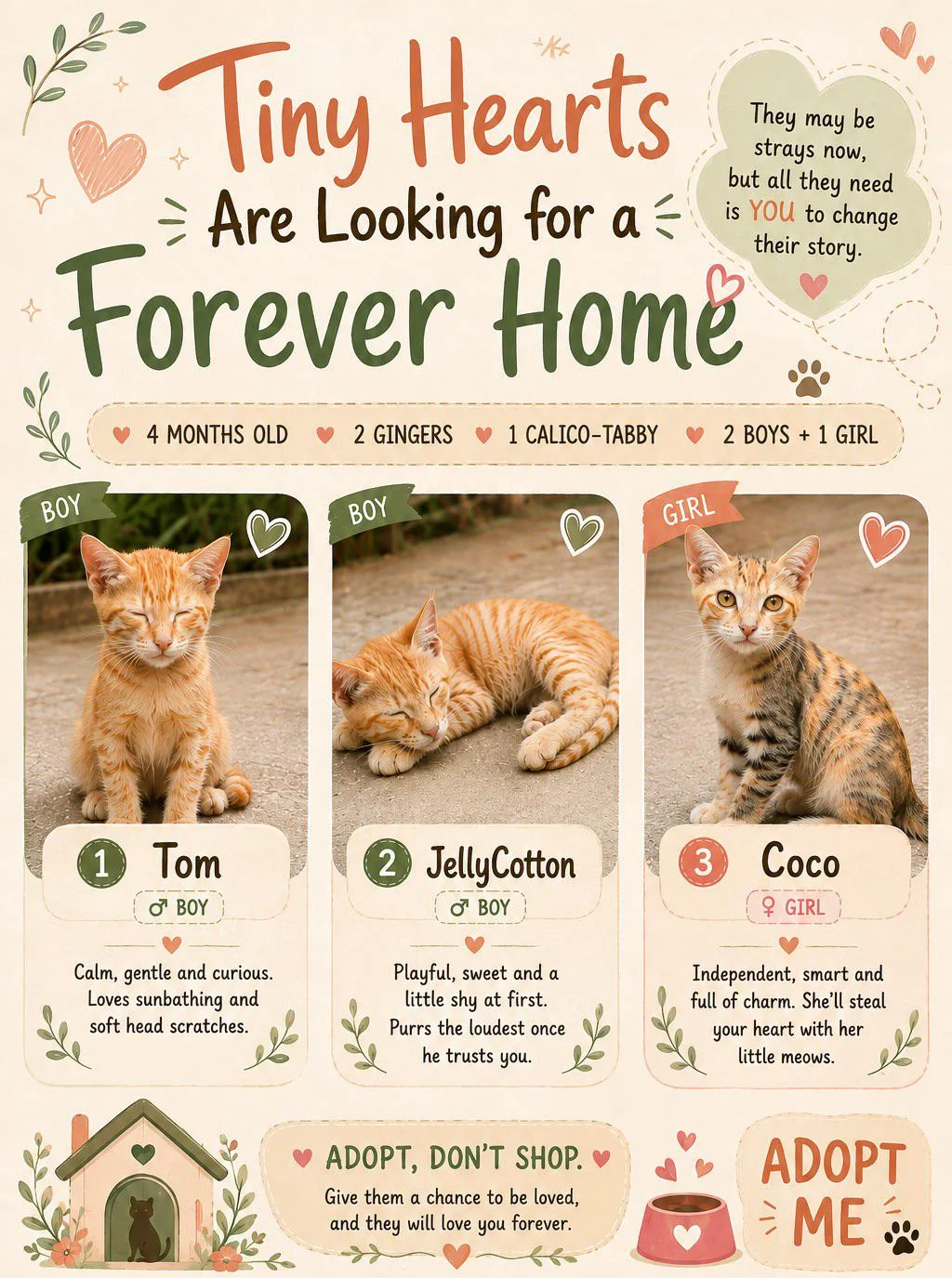 Tom, JellyCotton and Coco, three four-month-old kittens, need homes in Hyderabad