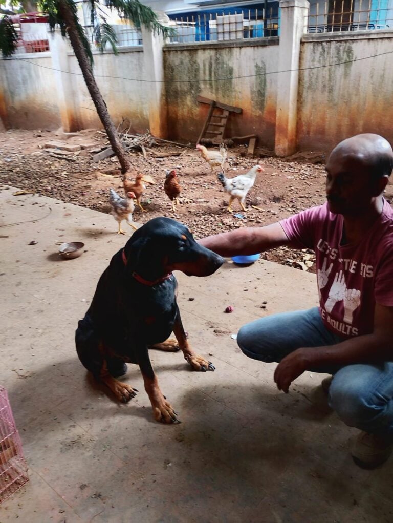 Simba, a five-year-old Rottweiler mix, needs a family after losing his owner, adoptable dog in Bengaluru