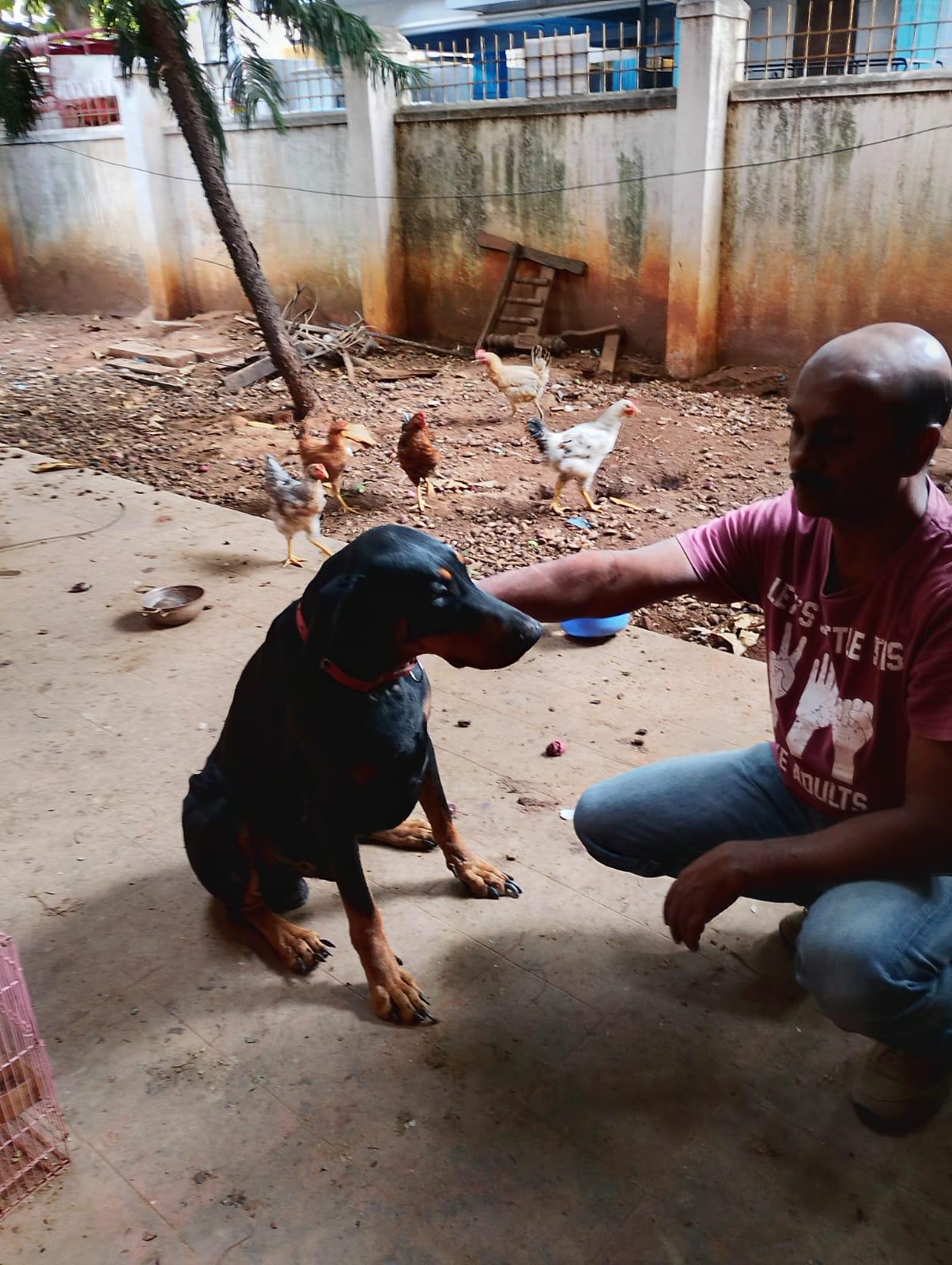 Simba, a five-year-old Rottweiler mix, needs a family after losing his owner — Bengaluru
