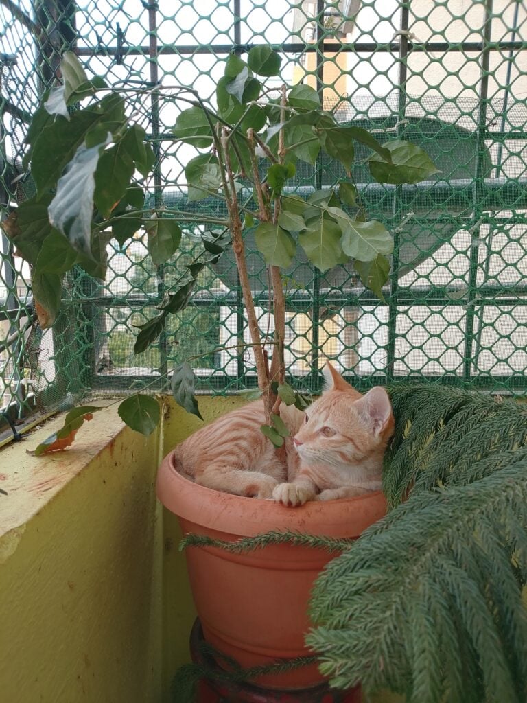 A ginger cat, about five months old, up for adoption in Bengaluru