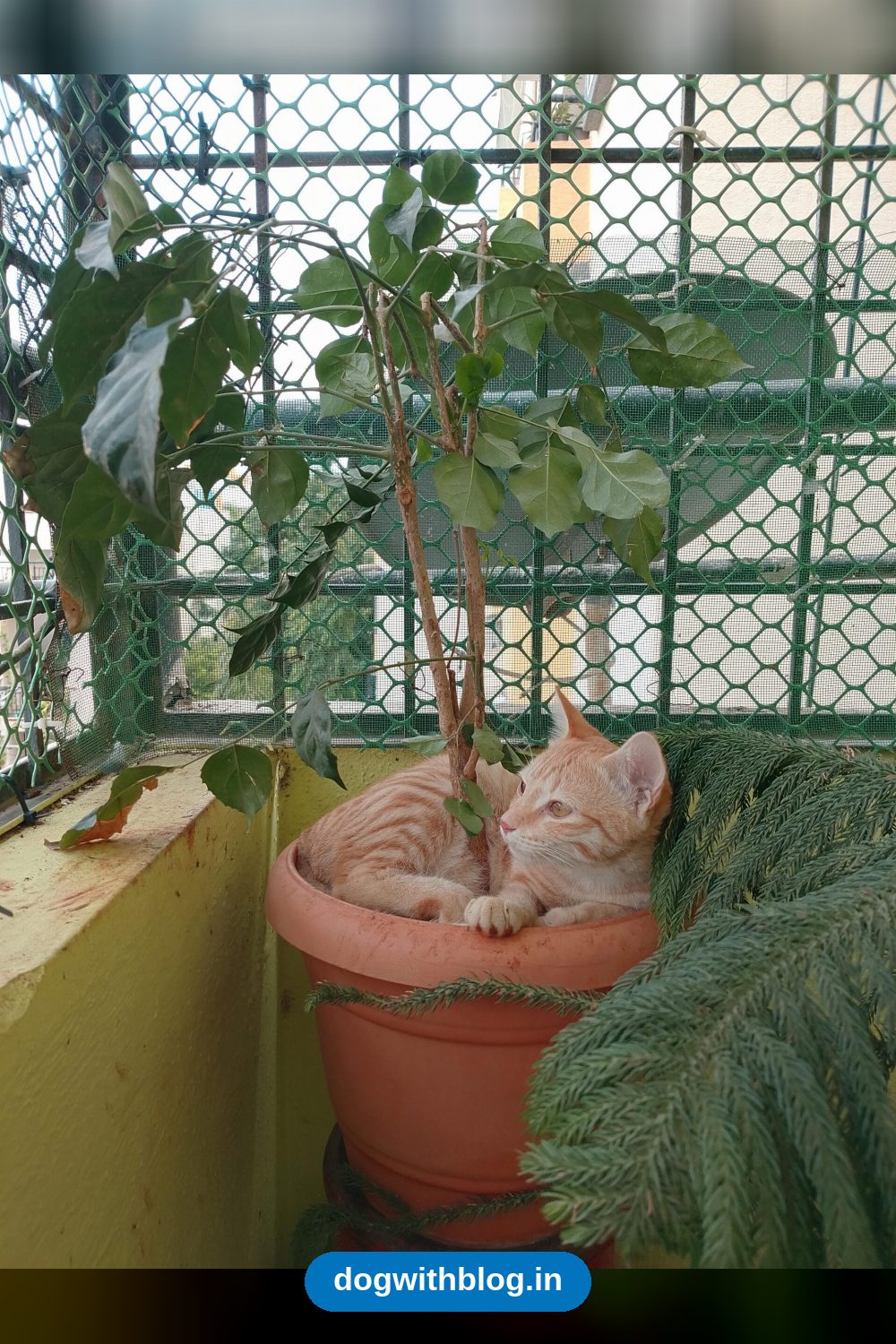 Dumped at Six Weeks Old, This Ginger Girl Is Still Waiting for a Home — Bengaluru