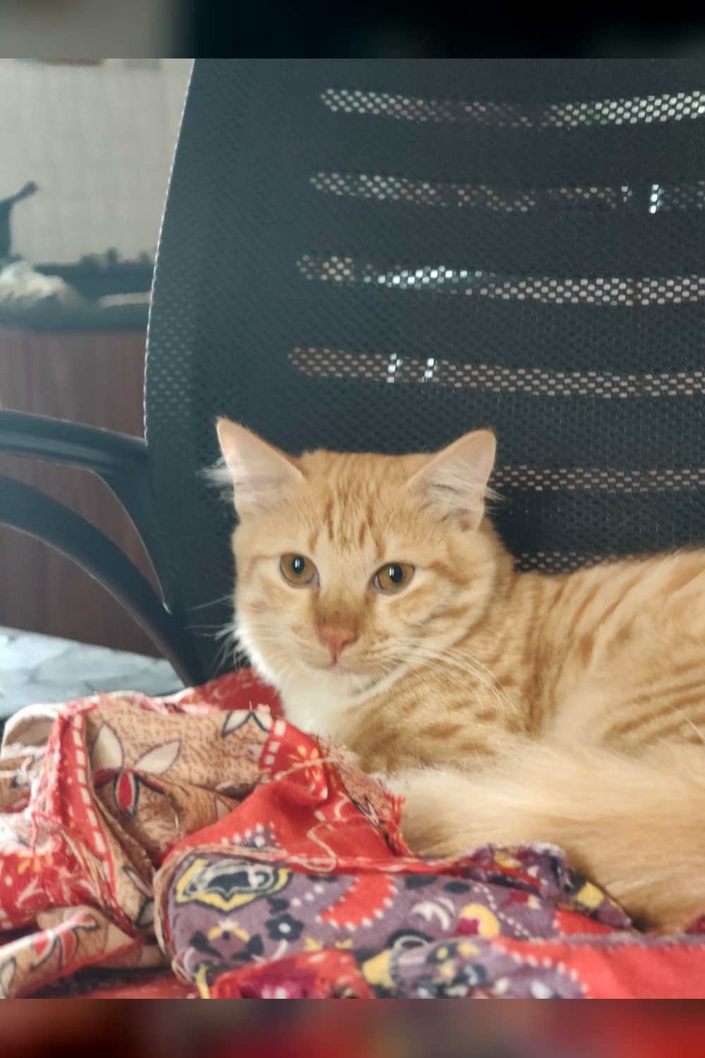 A Seven-Month-Old Orange Tabby Needs a Home in Hormavu — Bengaluru