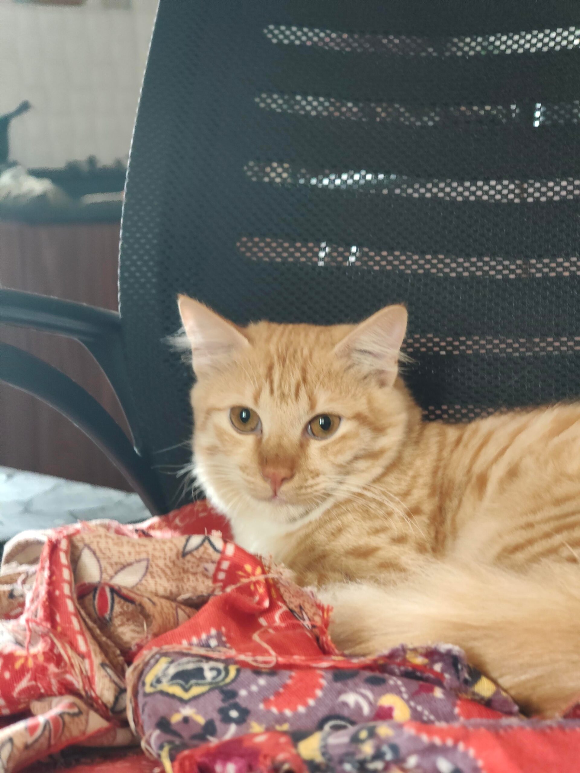 A Seven-Month-Old Orange Tabby Needs a Home in Hormavu in Bengaluru