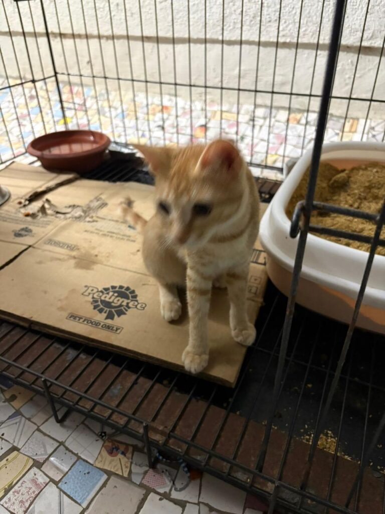 Chibi, a ginger cat, looking out from inside a crate in Borivali West, Mumbai