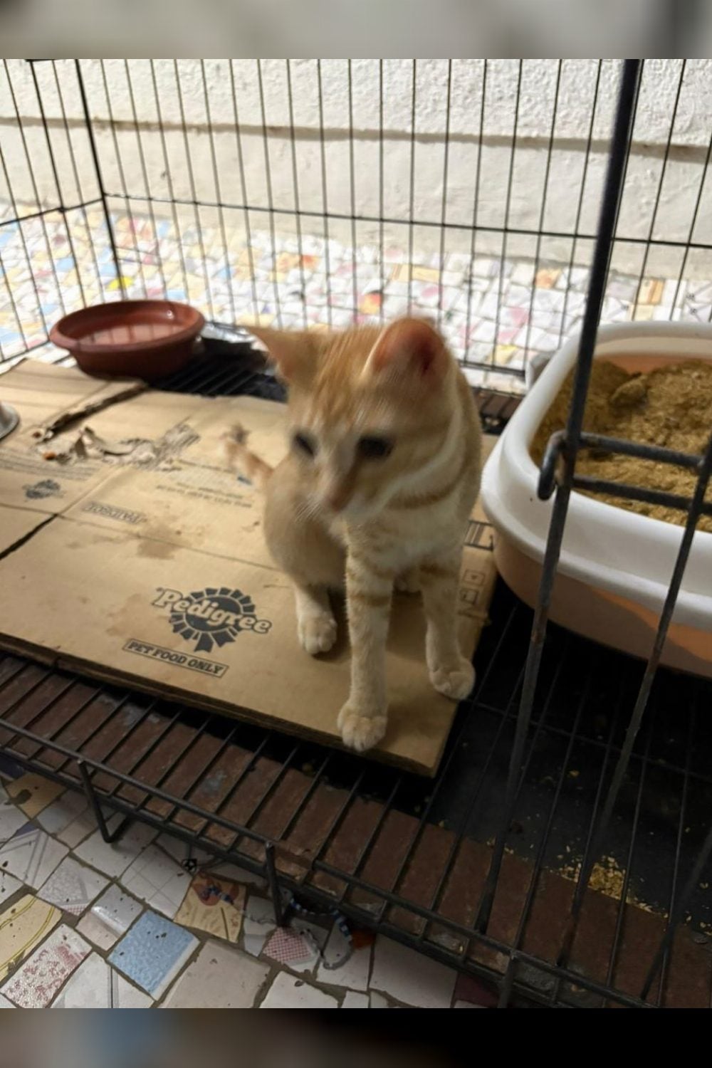Chibi, six and a half months old and vaccinated, is looking for a home in Borivali West — Mumbai