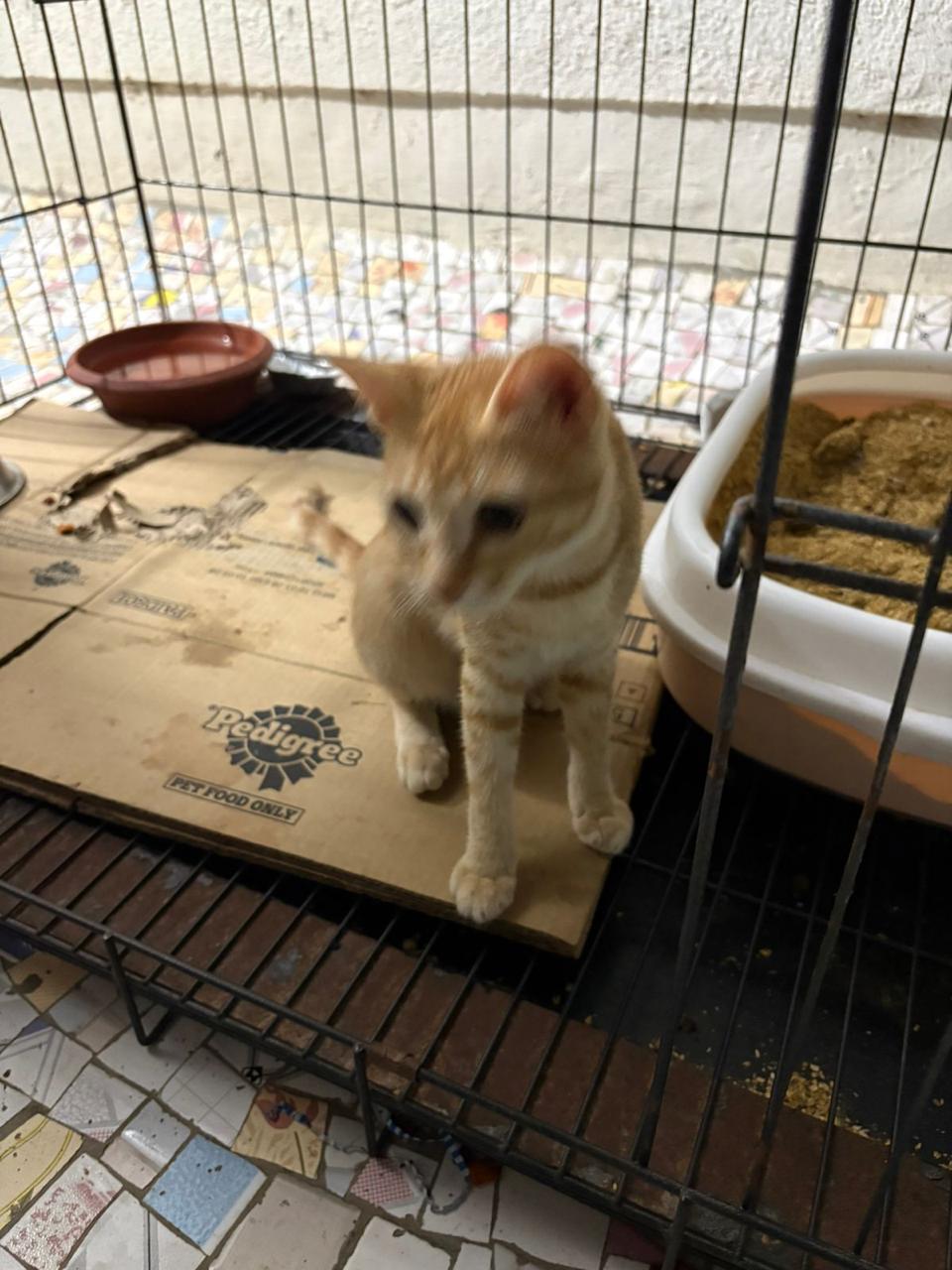 Chibi, six and a half months old and vaccinated, is looking for a home in Borivali West — Mumbai