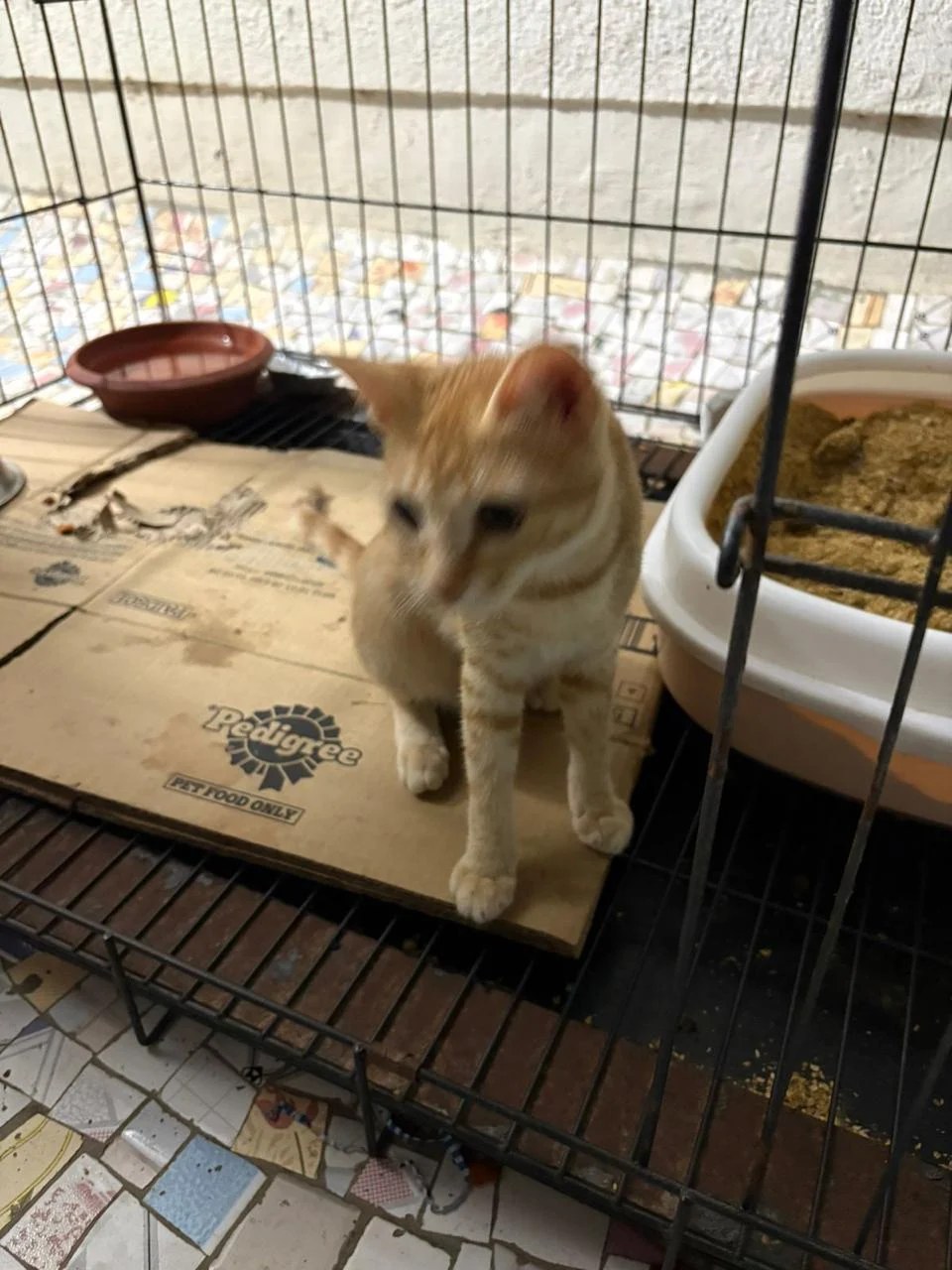 Chibi, six and a half months old and vaccinated, is looking for a home in Borivali West in Mumbai