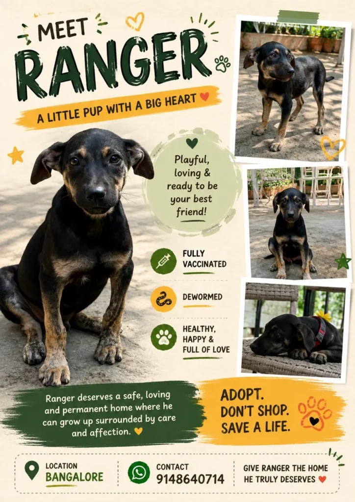 A designed poster titled 'Meet Ranger' with three photos of a black-and-tan indie puppy sitting and standing outdoors, plus a Bangalore location pin and a contact number.