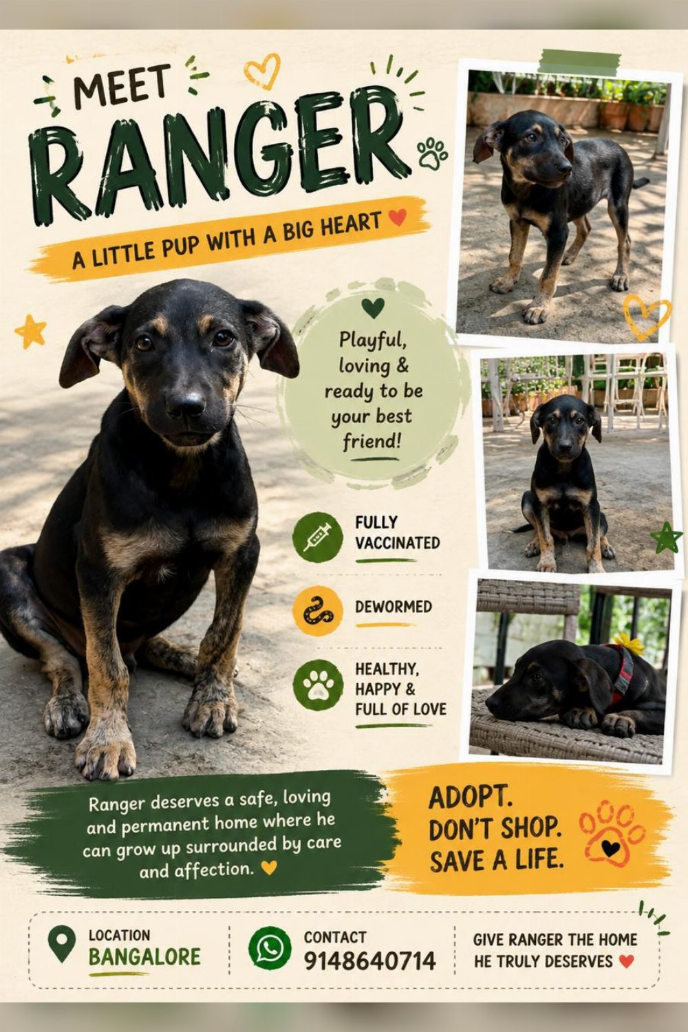 Ranger, a 4-month-old indie boy who is vaccinated, dewormed and good with other dogs — Bengaluru