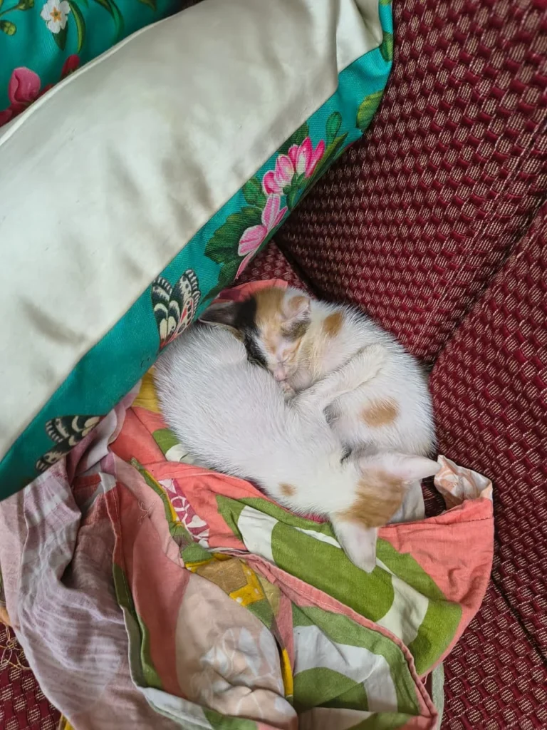 Bhondu, an orange-and-white kitten, and Kachua, a calico kitten, sitting together in Delhi
