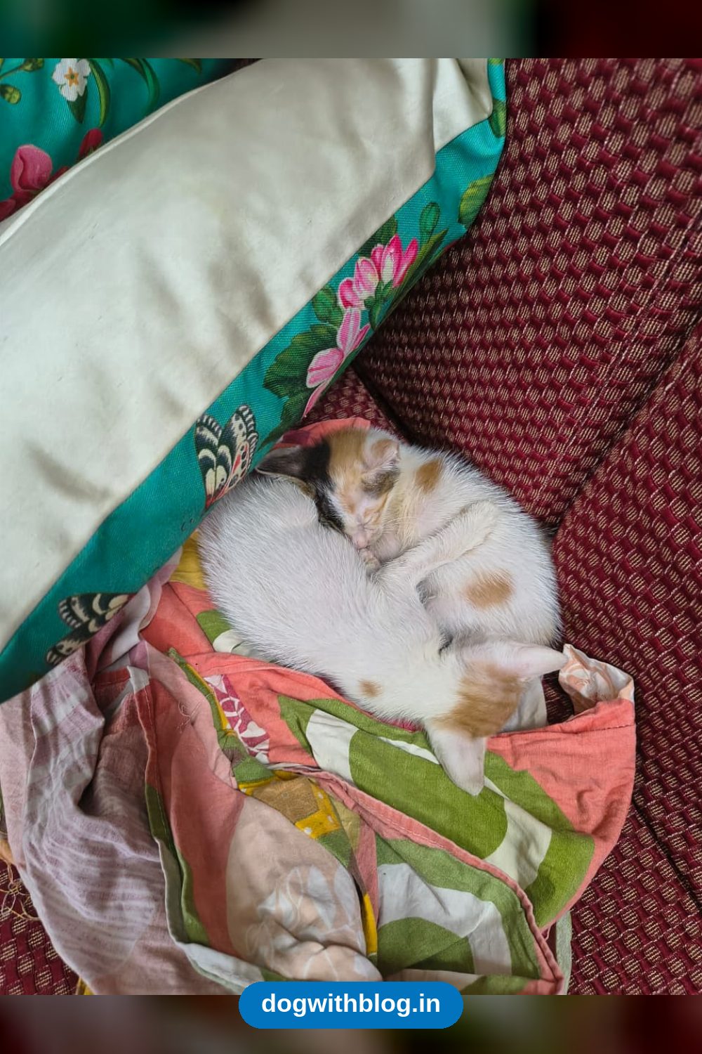 Bhondu and Kachua, Two Seven-Week-Old Kittens, Need a Home — Delhi NCR