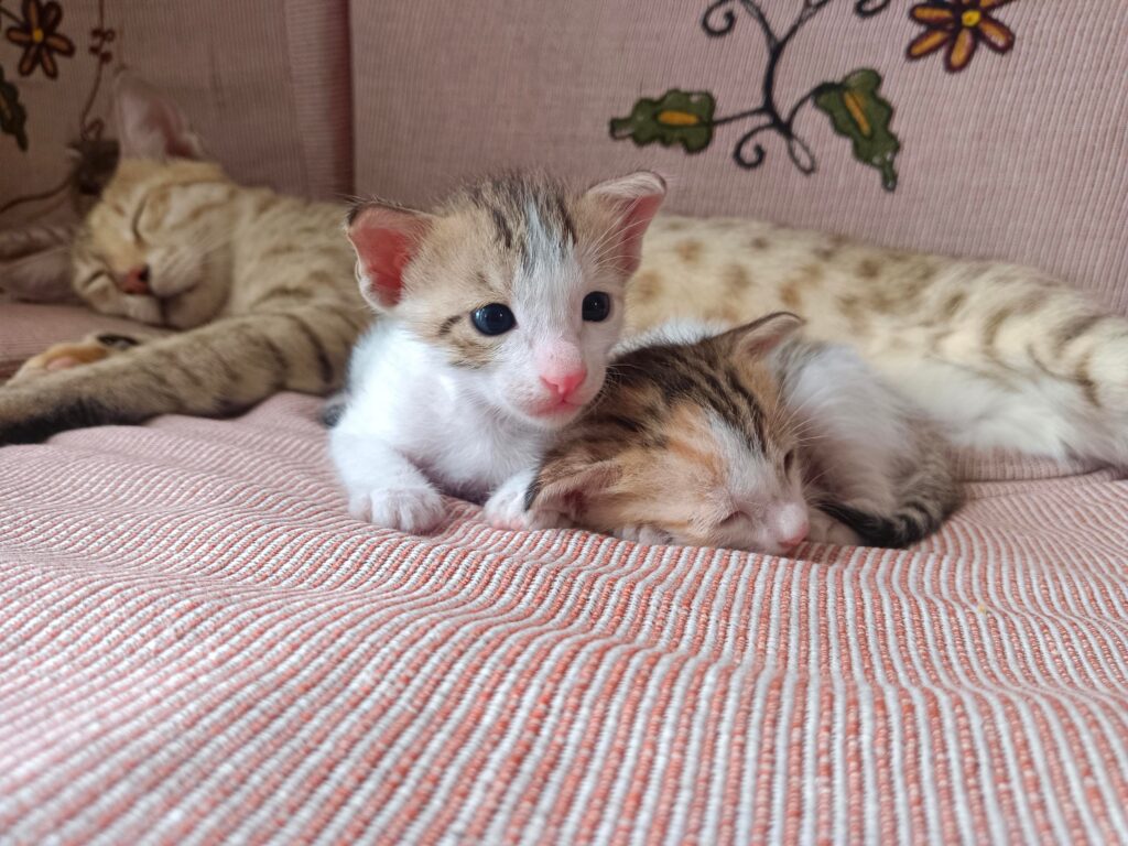 Two New Palam Vihar indie kittens, one white-and-orange and one grey tabby, curled up together