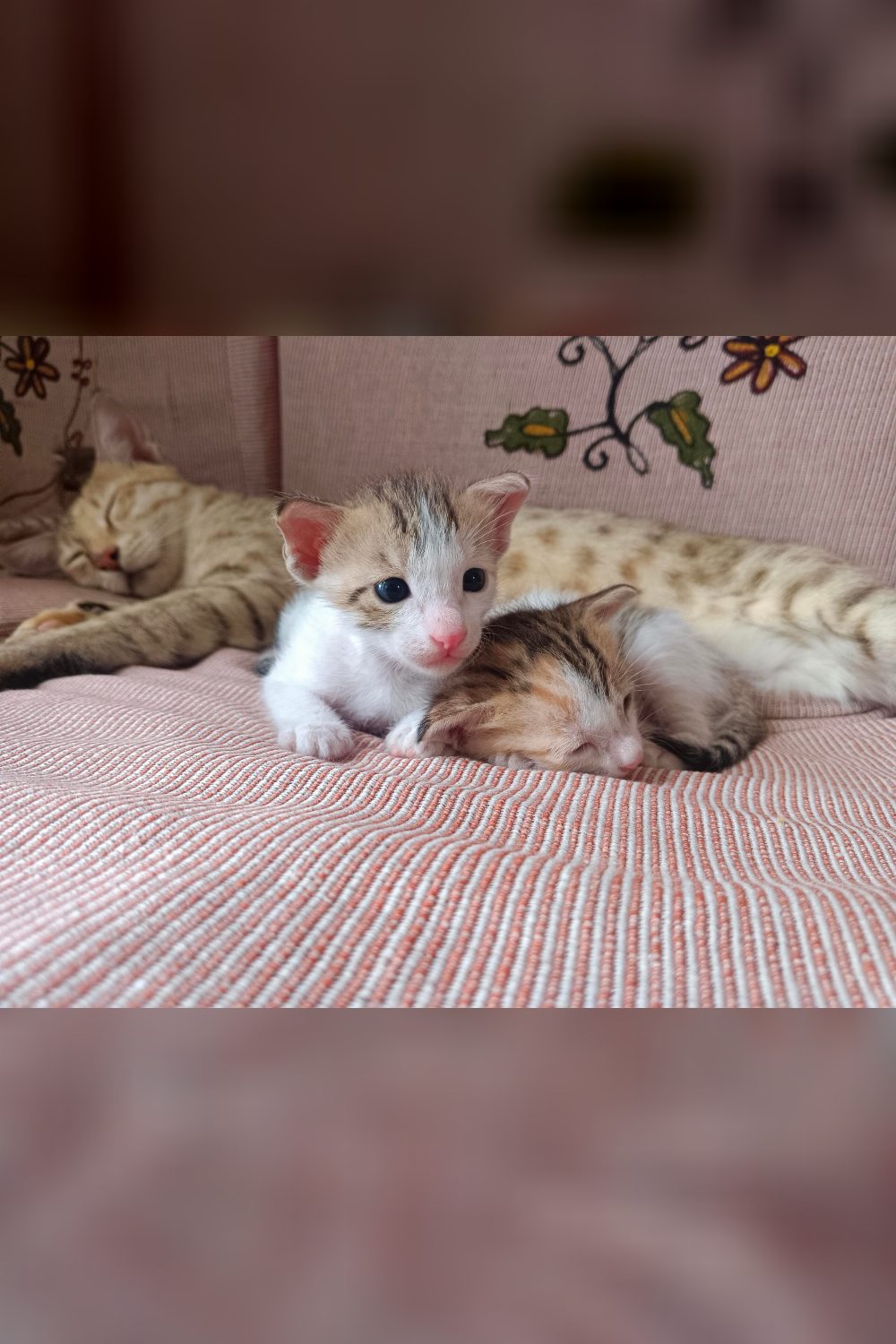 Two forty-day-old indie kittens in New Palam Vihar looking for homes — Delhi NCR