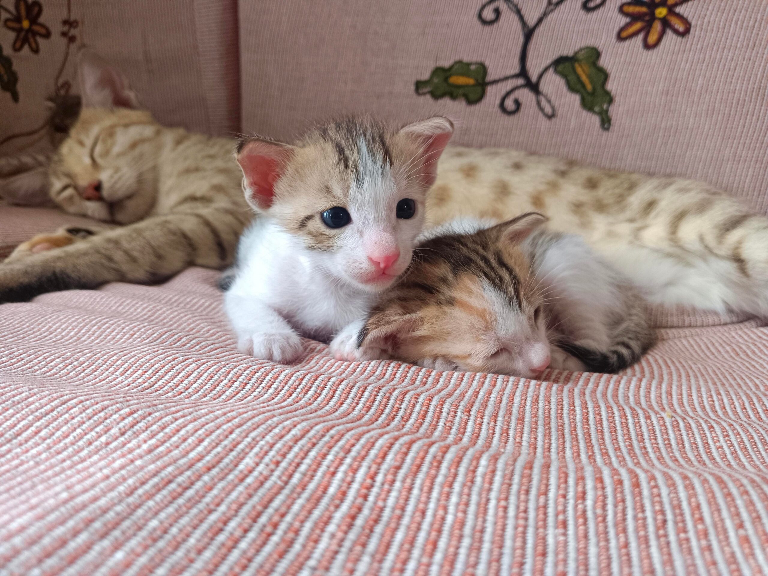 Two forty-day-old indie kittens in New Palam Vihar looking for homes in Delhi NCR