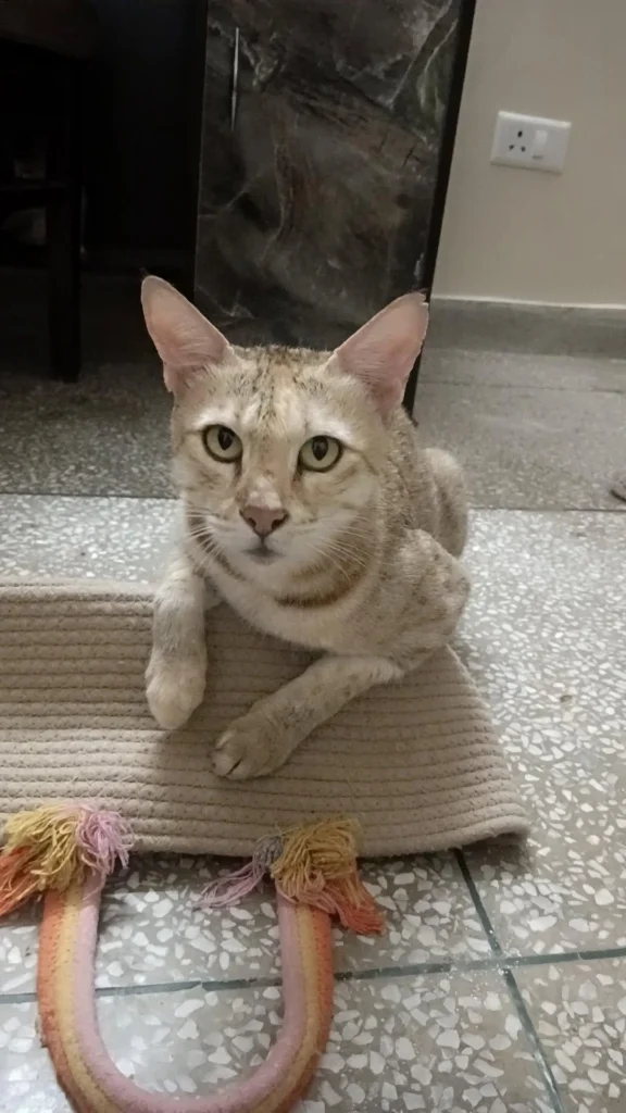 A tan and orange tabby indie cat sitting on a woven mat indoors, looking toward the camera.