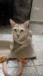 A Lost Cat Near Spencer’s C2, New Palam Vihar — Delhi NCR