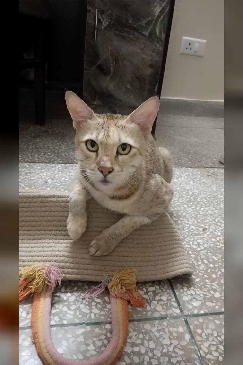 A Lost Cat Near Spencer’s C2, New Palam Vihar — Delhi NCR