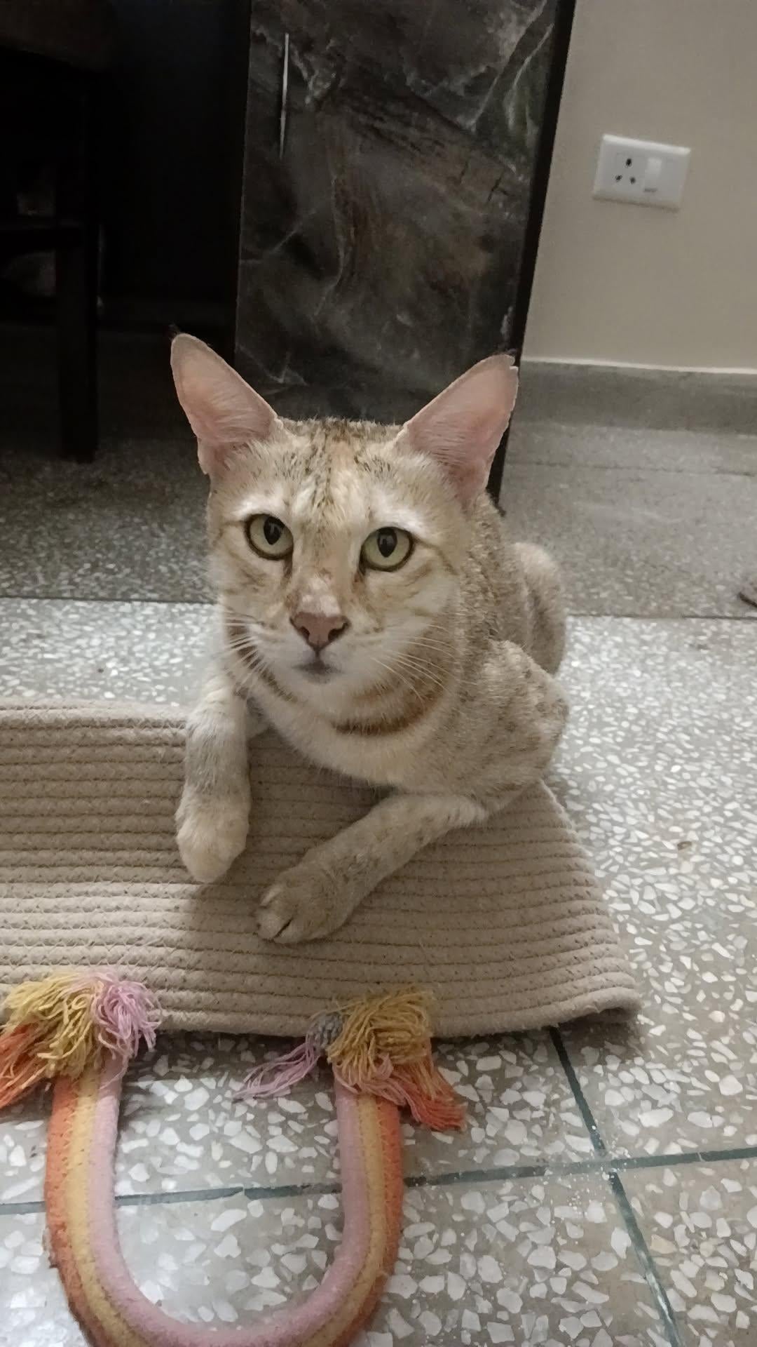 A tan and orange tabby indie cat sitting on a woven mat indoors, looking toward the camera.
