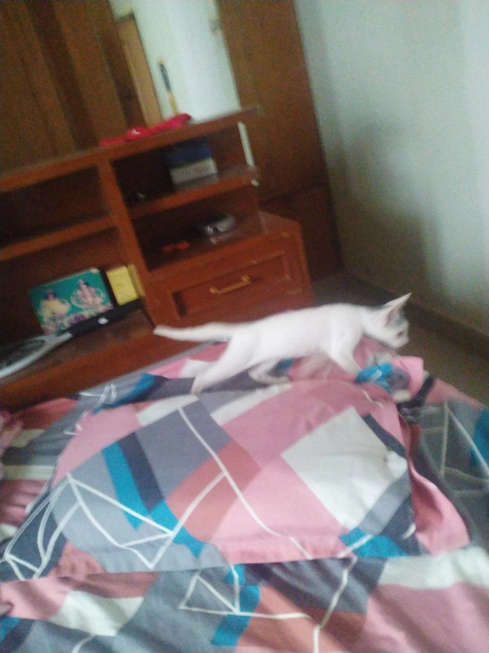 A white kitten from the litter walking across a bed with a pink and grey patterned quilt, photographed by the rescuer at home in OMR