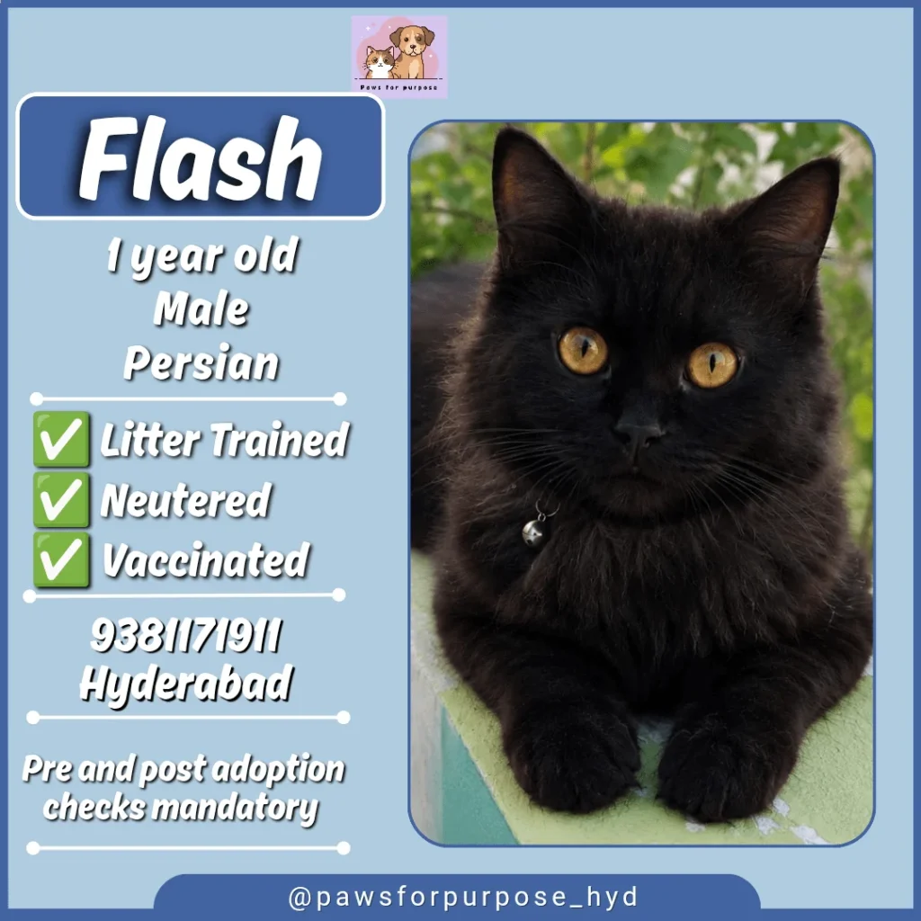 Adopt Flash (Hyderabad) 1 year old persian male, vaccinated, sterilised - kitten in Hyderabad