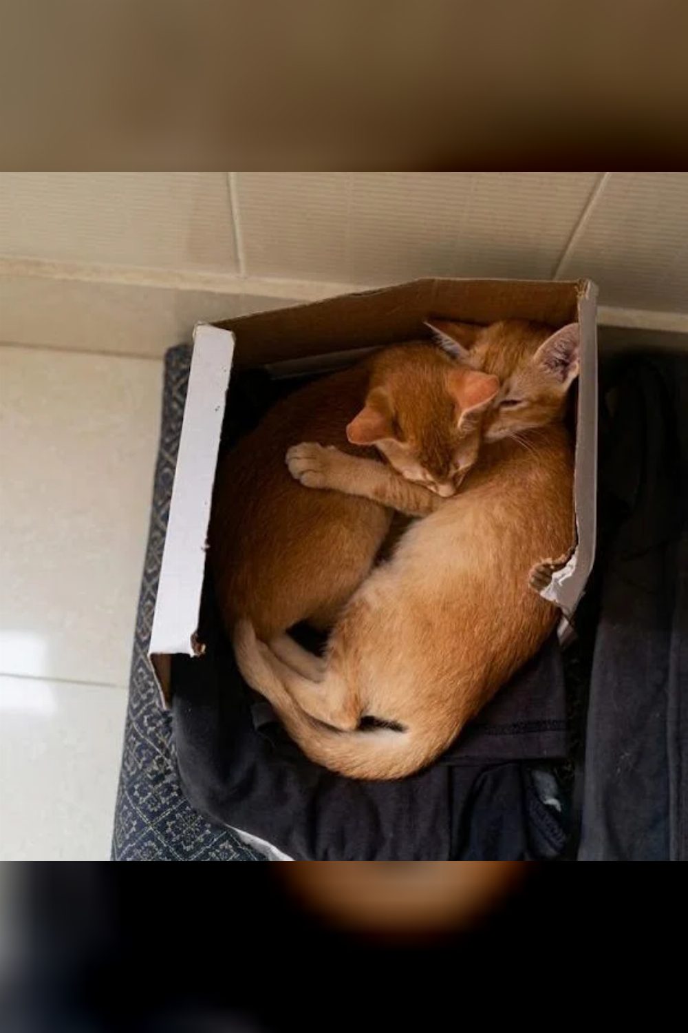 Two 7-week-old kittens looking for a home — Hyderabad