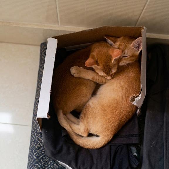 7-week-old kitten from a rescued litter, up for adoption