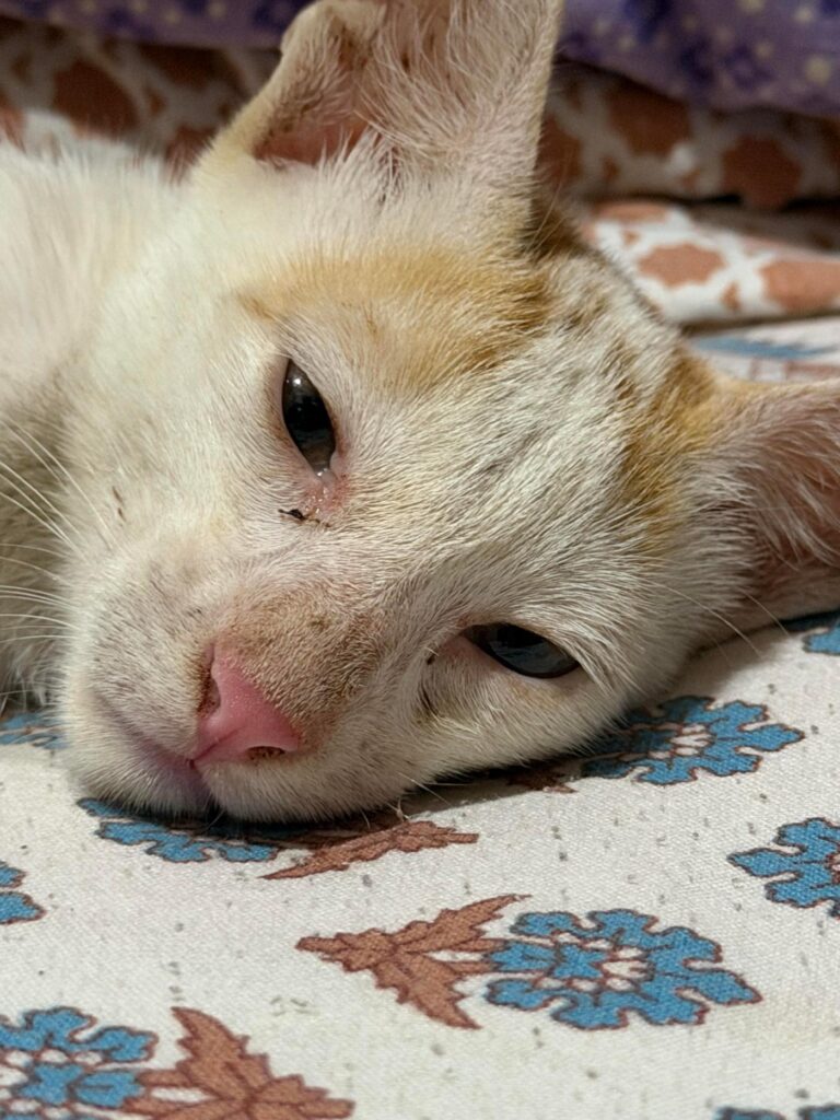 Luffy, a rescued male cat up for adoption in Uttam Nagar, Delhi