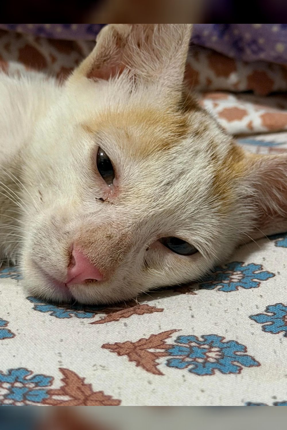 Luffy, a cat rescued from under a car in Uttam Nagar, needs a home — Delhi NCR