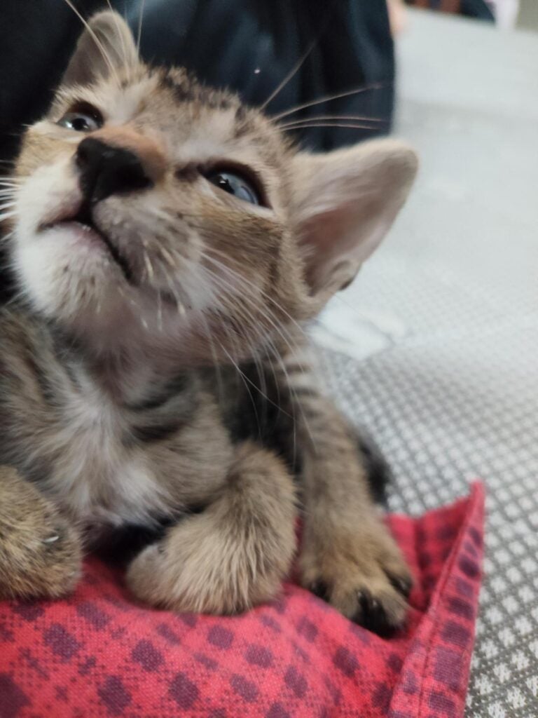 A few-weeks-old rescued kitten up for adoption in Delhi NCR (listing 97670)