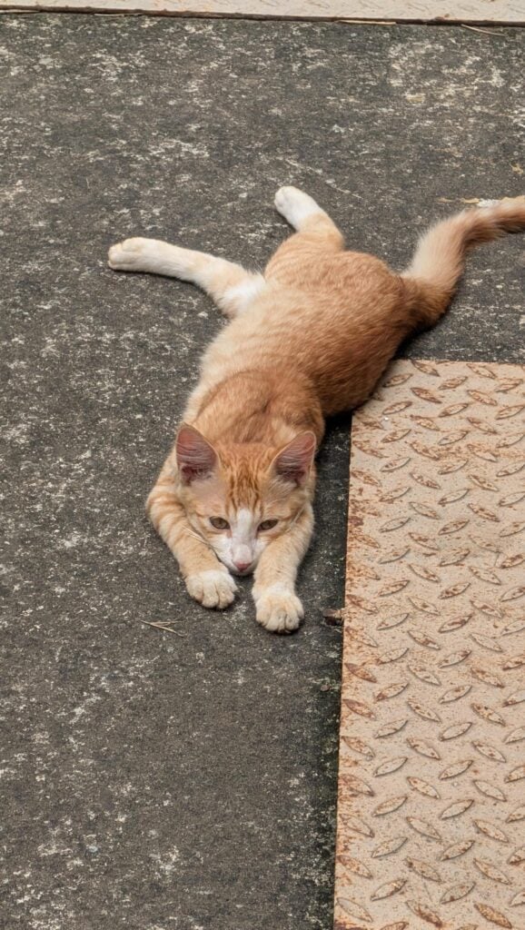 Ginger tabby kitten and grey tabby kitten resting side by side on paving outdoors in Whitefield, Bengaluru