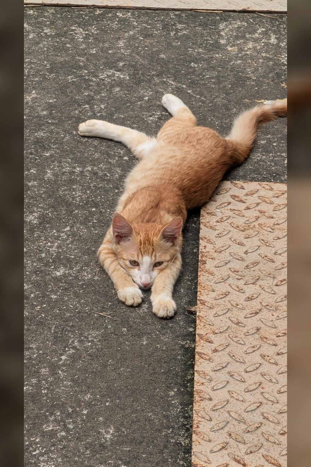 Two-month-old bonded brothers, ginger and grey, need a home in Whitefield — Bengaluru